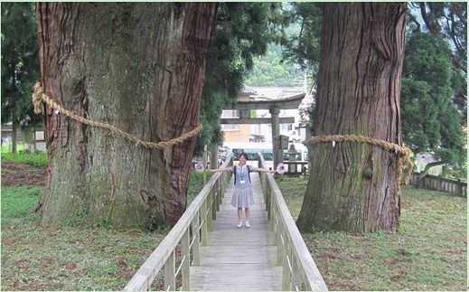 公元前的古树——栢野大杉